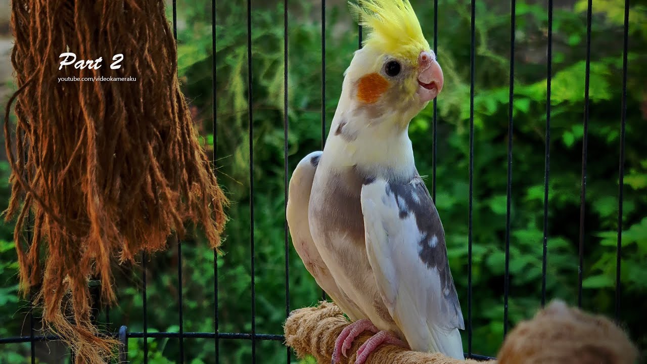 Cockatiel Sounds: A Handsome Male Cockatiel - Part 2