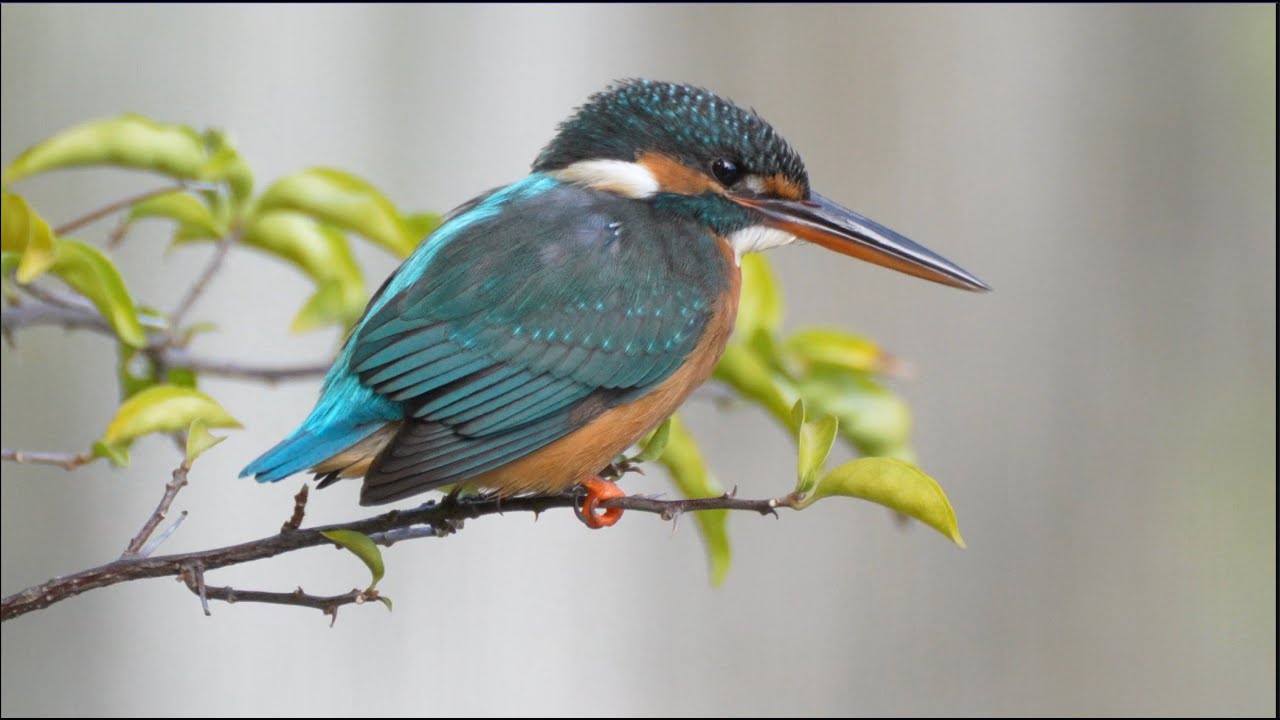 Amazing birds @Tsing Yi Park Hong Kong 青衣公園賞鳥