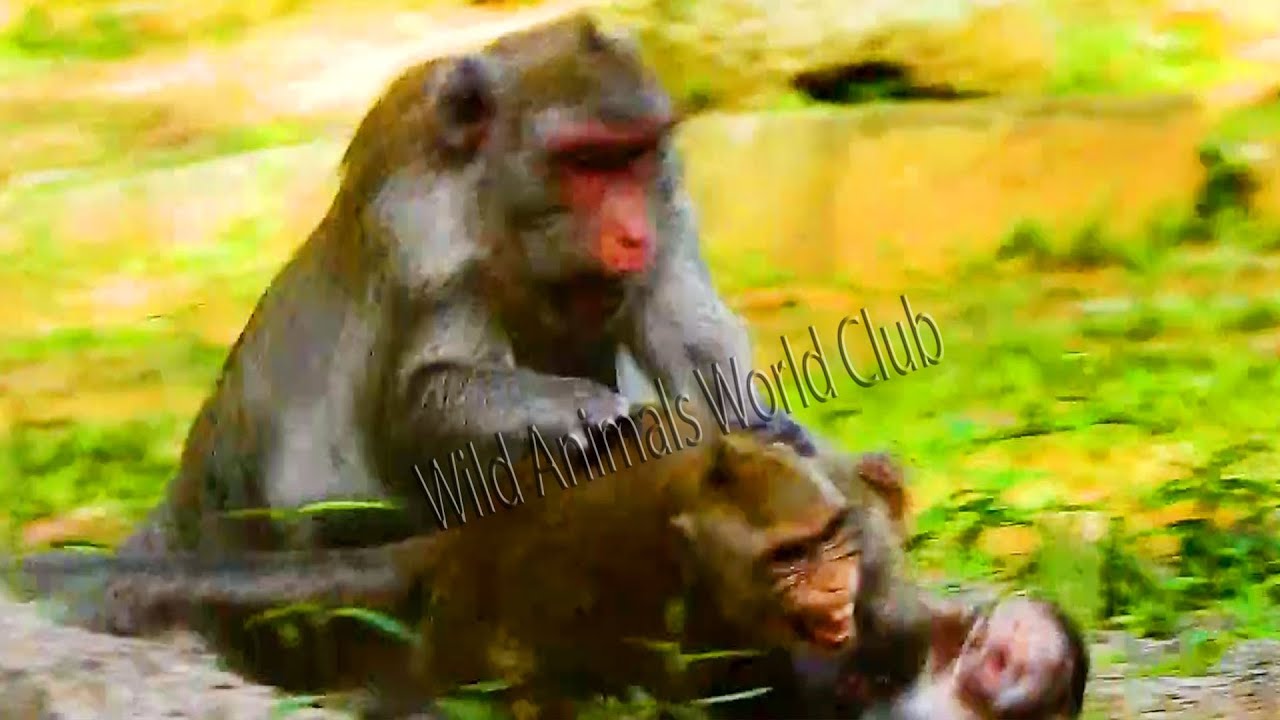 Terrible Warning- Jane Monkey Very Angry To Jody Monkey And Attack Bite, Jody Hugs Jazzy Run So Fast