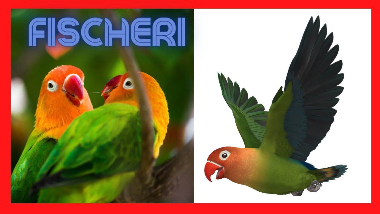 ➡️ Agapornis FISCHERI - lovebird ♥️