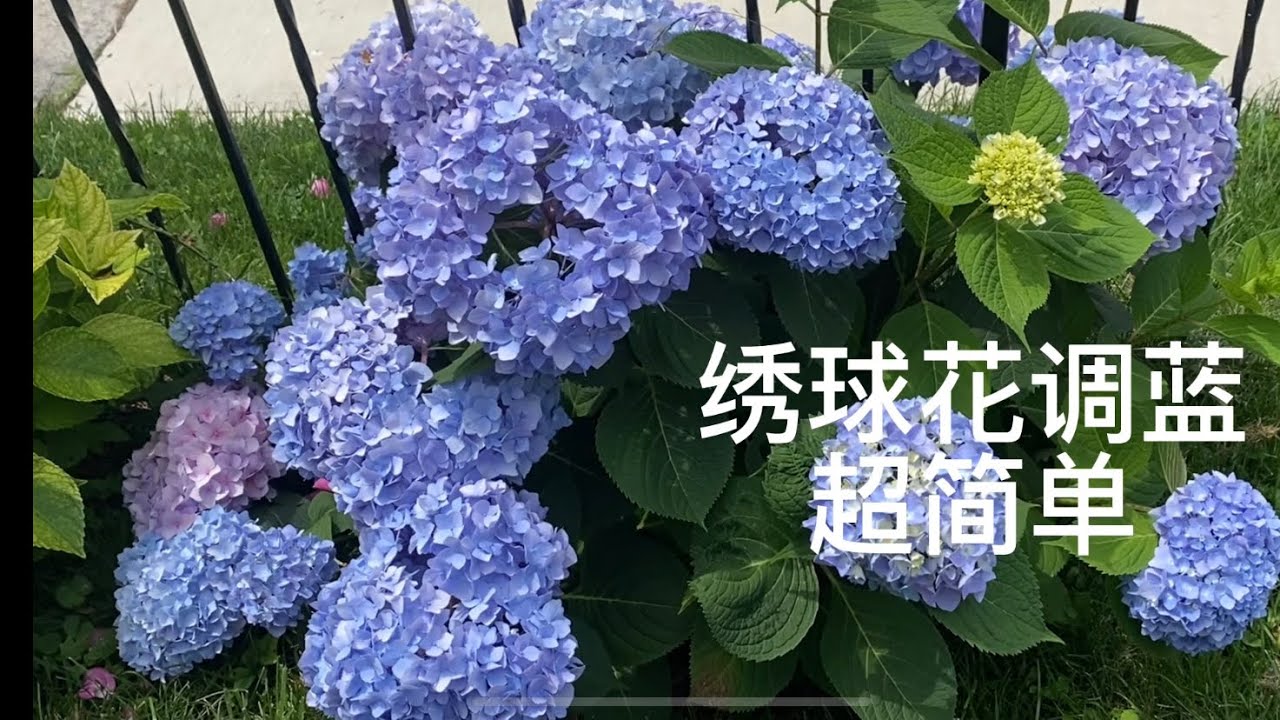 超简单调蓝绣球花