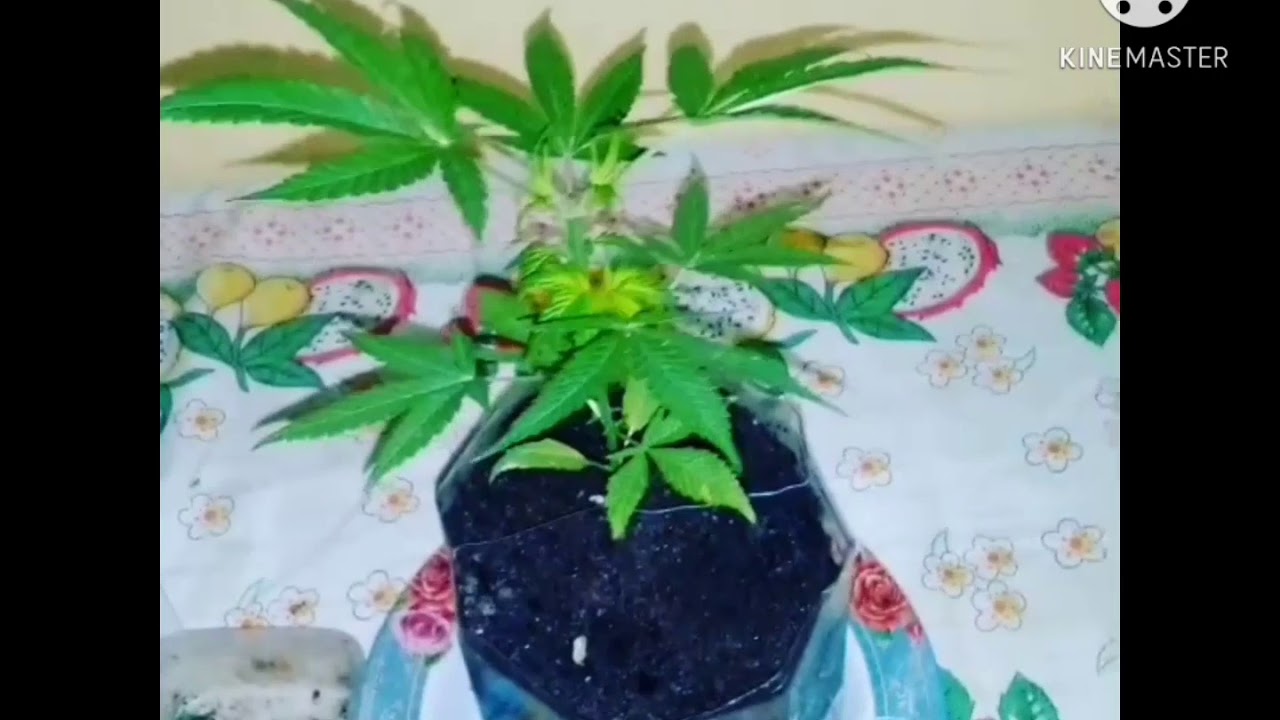 poda top Cultivo outdoor 🍁 (Marihuana)