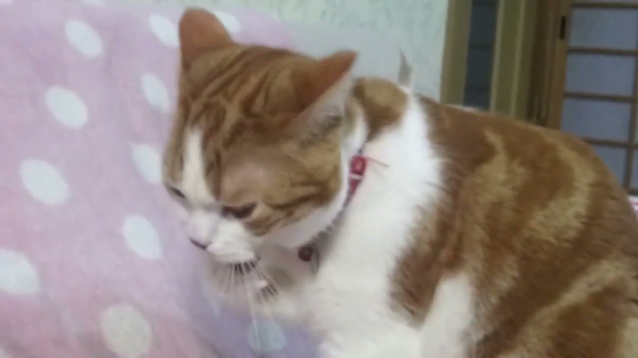 ゆずにゃん君、おやつ後の毛づくろい。