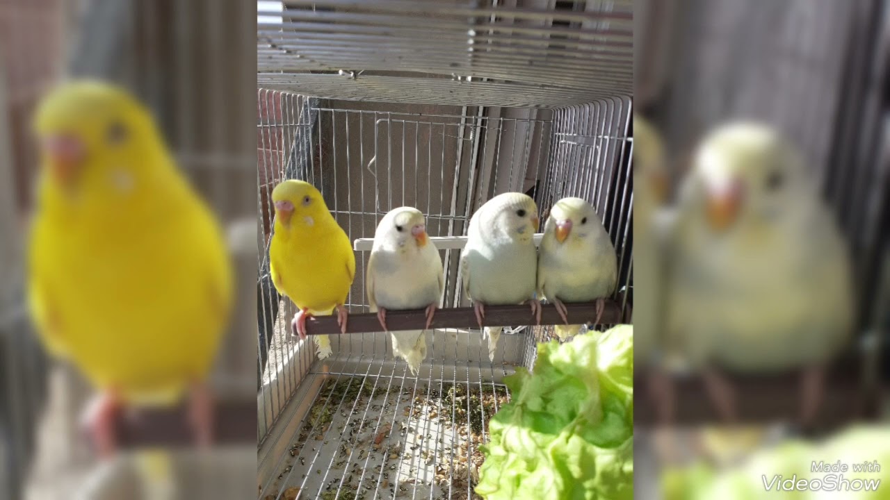 elevage perruche toute couleur تربية و انتاج البادجي كل الالوان مشاء الله ❤