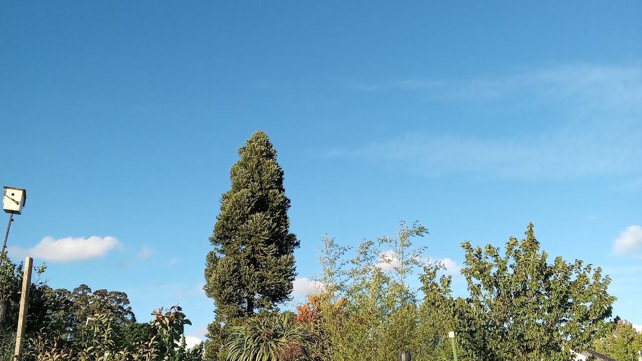 nature  birds charming live!
