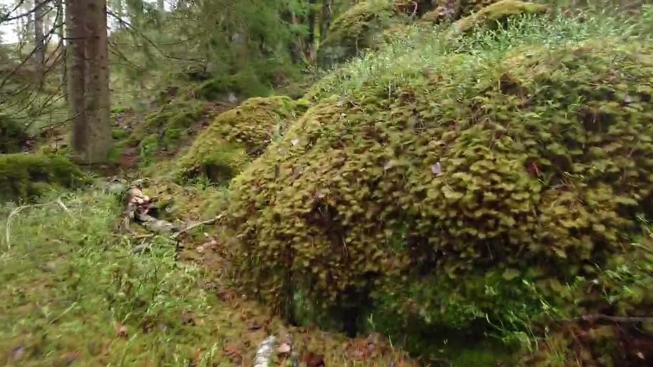 ASMR - rainy forest walk- på tur med Pelle