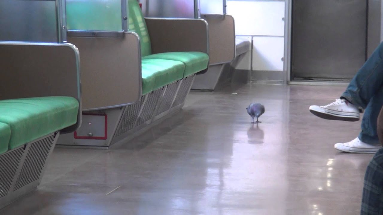 鳩の無賃乗車ｗｗｗｗｗｗｗｗｗｗｗｗ