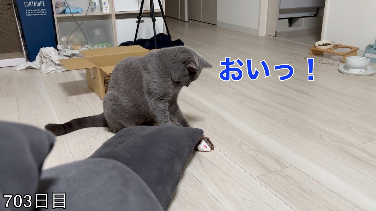 【スコ猫トト君】トト君はカメラを向けるとネズミさんを虐めないズル賢い猫ちゃんですwww