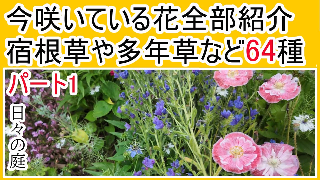 【宿根草の庭づくり】ほったらかしで毎年咲く宿根草や多年草や一年草やバラなど64品種/5月に咲く花/ガーデニング