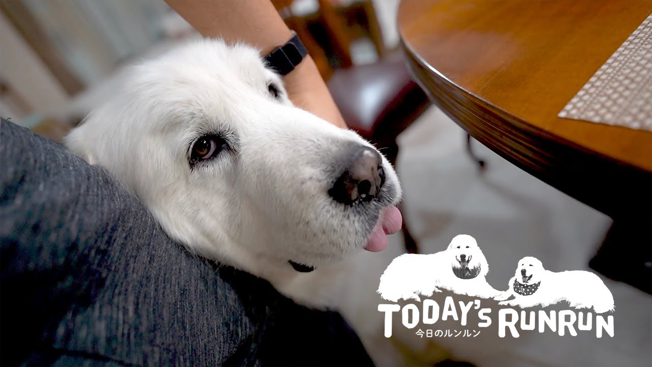 【うちの子記念日】ルンルンが家族になって6年経ちました　Great Pyrenees　グレートピレニーズ