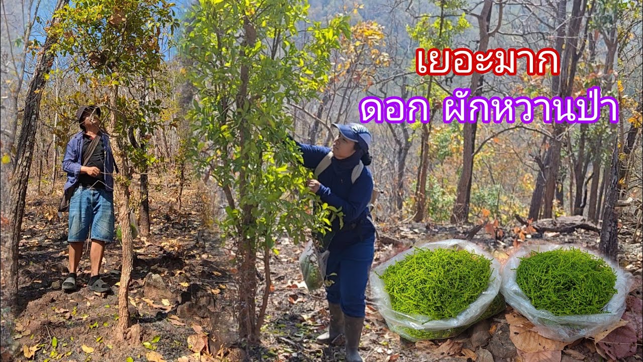 เยอะมากดอกผักหวานป่าออกใหม่กำลังอ่อนๆเลยจร้า