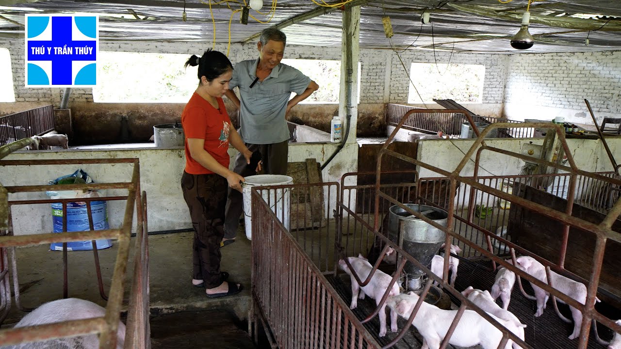 Bí quyết lợn con tách mẹ đạt cân, không bị đi ỉa