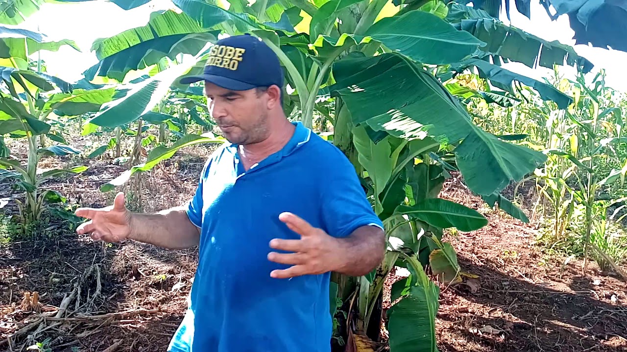 Aprenda a melhor data para se plantar banana. Com Cleido Braz