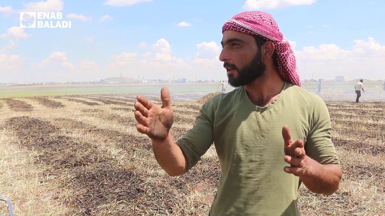 فريكة احتيملات.. الأشهر في سوريا
