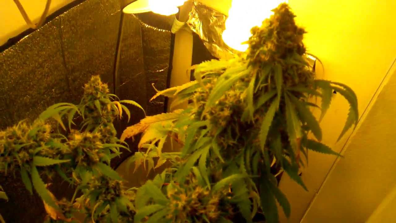 My closet grow setup...CFL