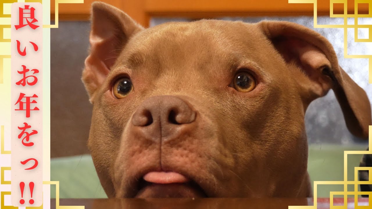 年末大掃除に励む主と、ストーブ前でくつろぐピットブル🐶