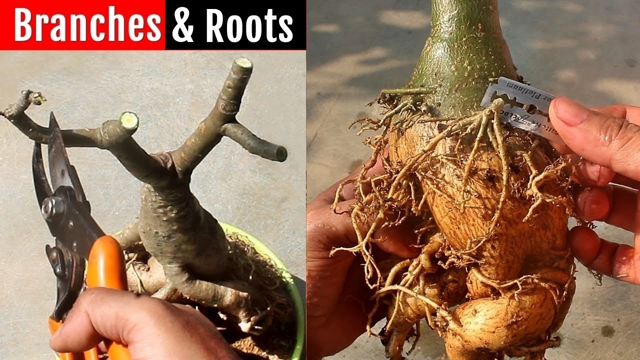HOW to prune Adenium perfectly at the right time [100% success result]