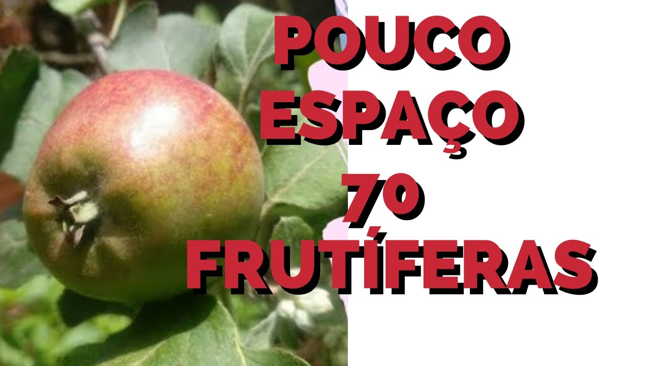 Mostrando todo meu pomar orgânico em vasos 70 frutíferas distintas em pouco espaço 4k