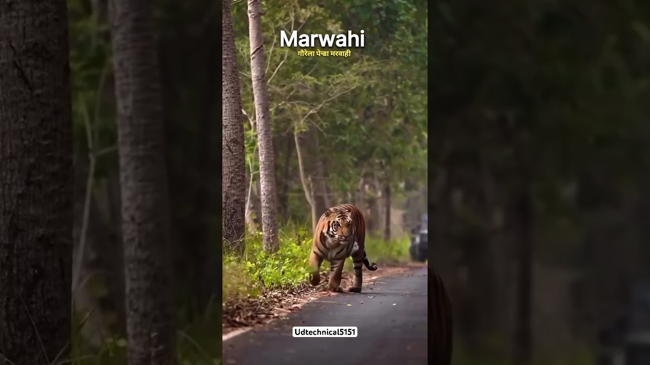 Marwahi forest Ara Tiger spot #tiger #marwahi #bilaspur #forest