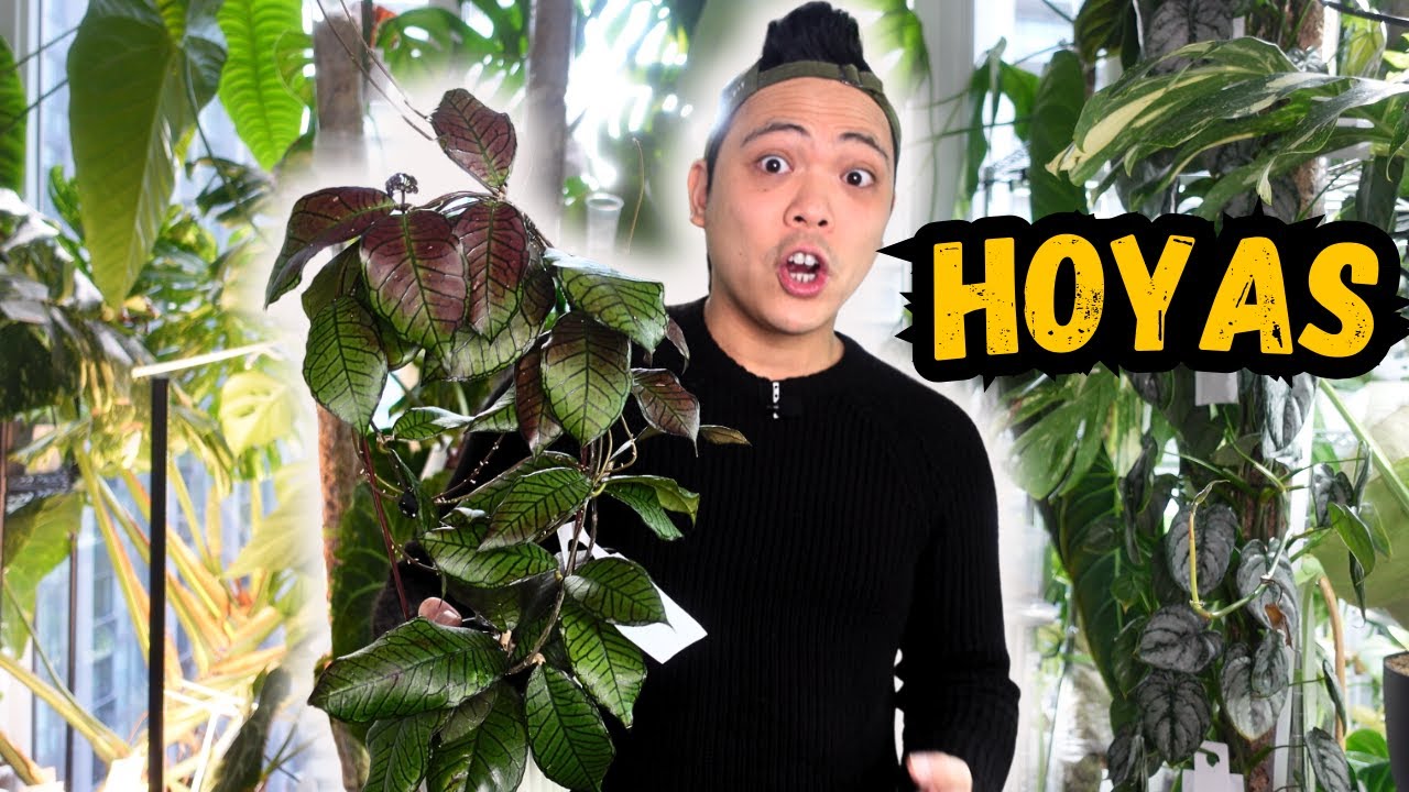 Let's propagate these HOYAS 💚 Hoya Plant Chores | propagation in lechuza pon | houseplants I love 🌱
