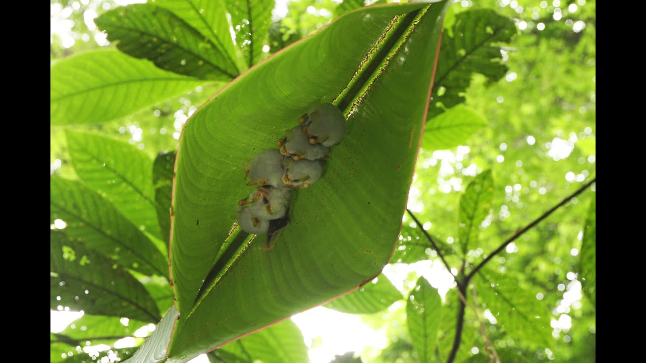 Honduran White Bats
