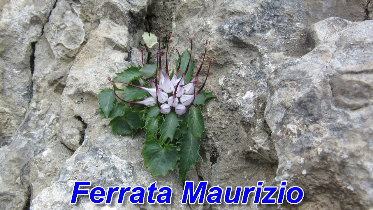 Ferrata Maurizio al monte Alben