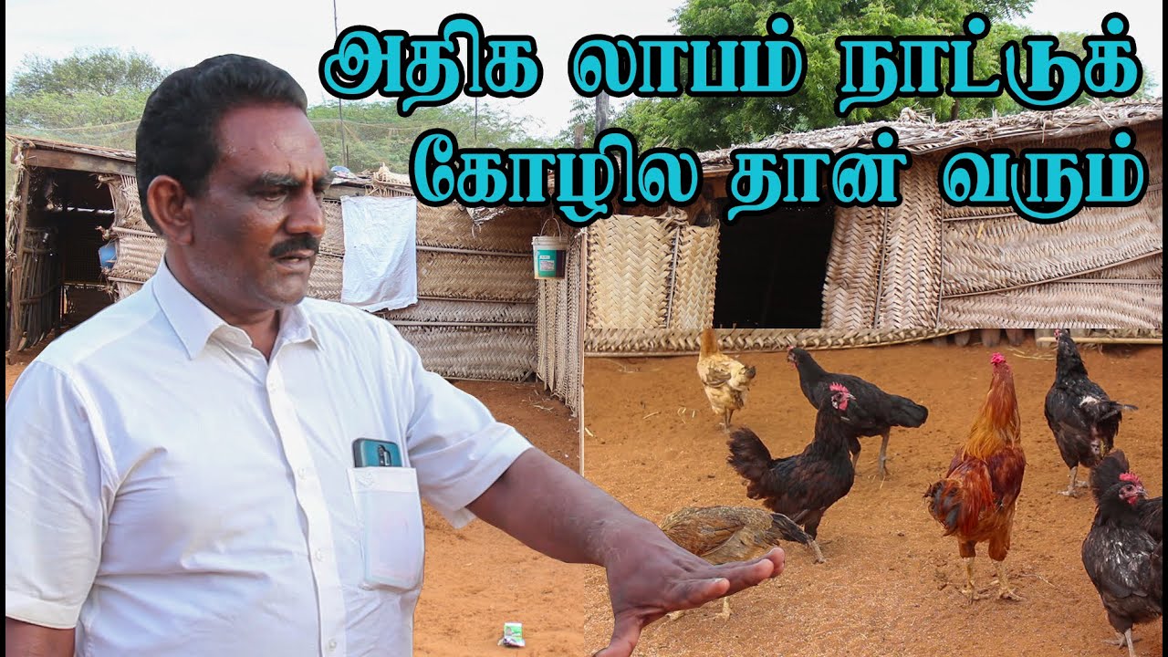 எளிய முறையில் நாட்டுக் கோழி பண்ணை அமைப்பது எப்படி??