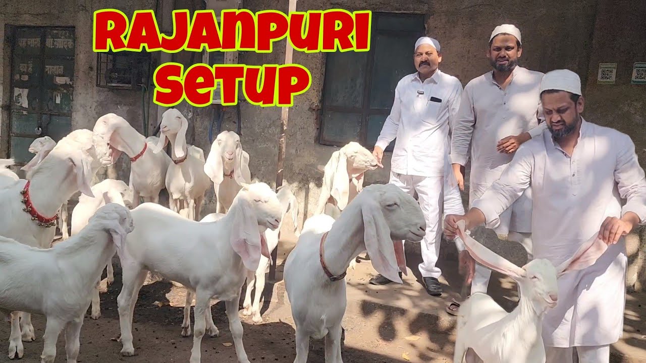 The Founder Of Rajanpuri Breeding Setup India | Sadik Seth The Pioneer Of Gulabi Goats Bhiwandi.