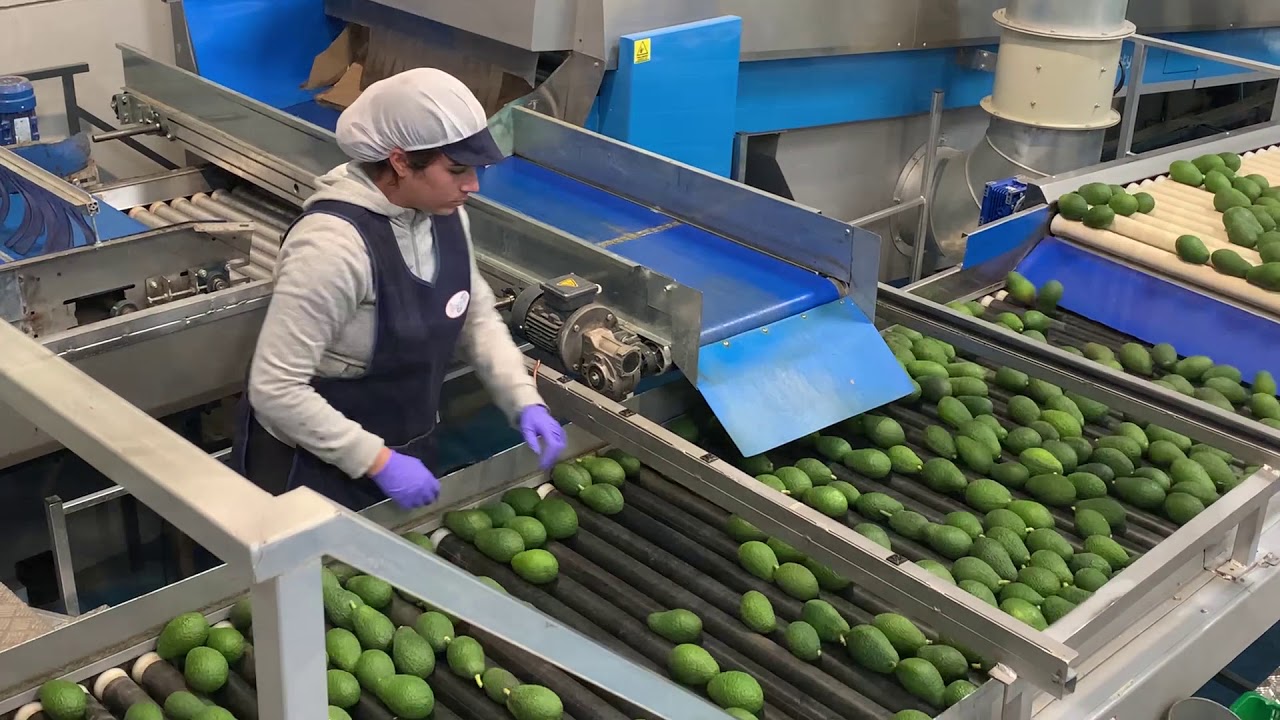 Avocado Grading Line -  Central Discharge