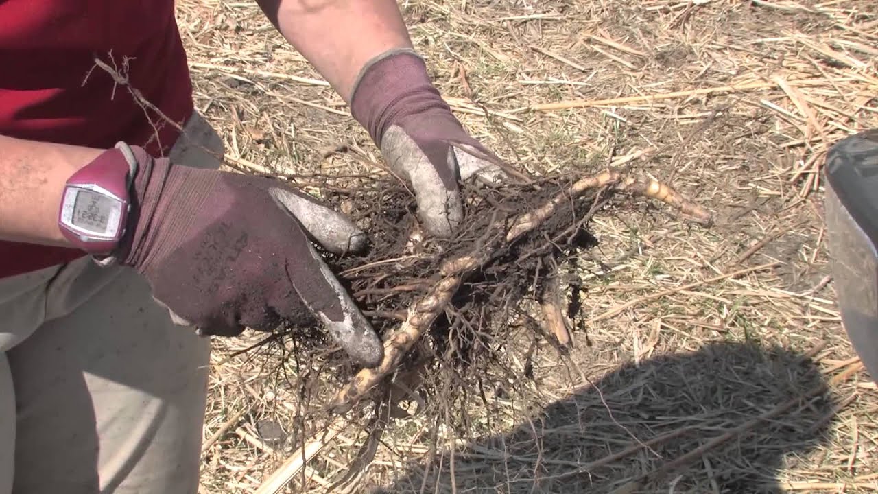 Miscanthus: Propagating Rhizomes