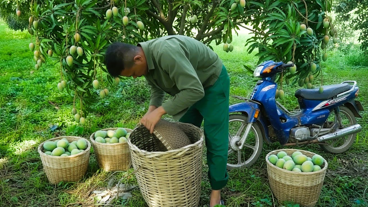 Harvesting Mangoes to Market Sales and Practicing Traditional Bonsai Gardening