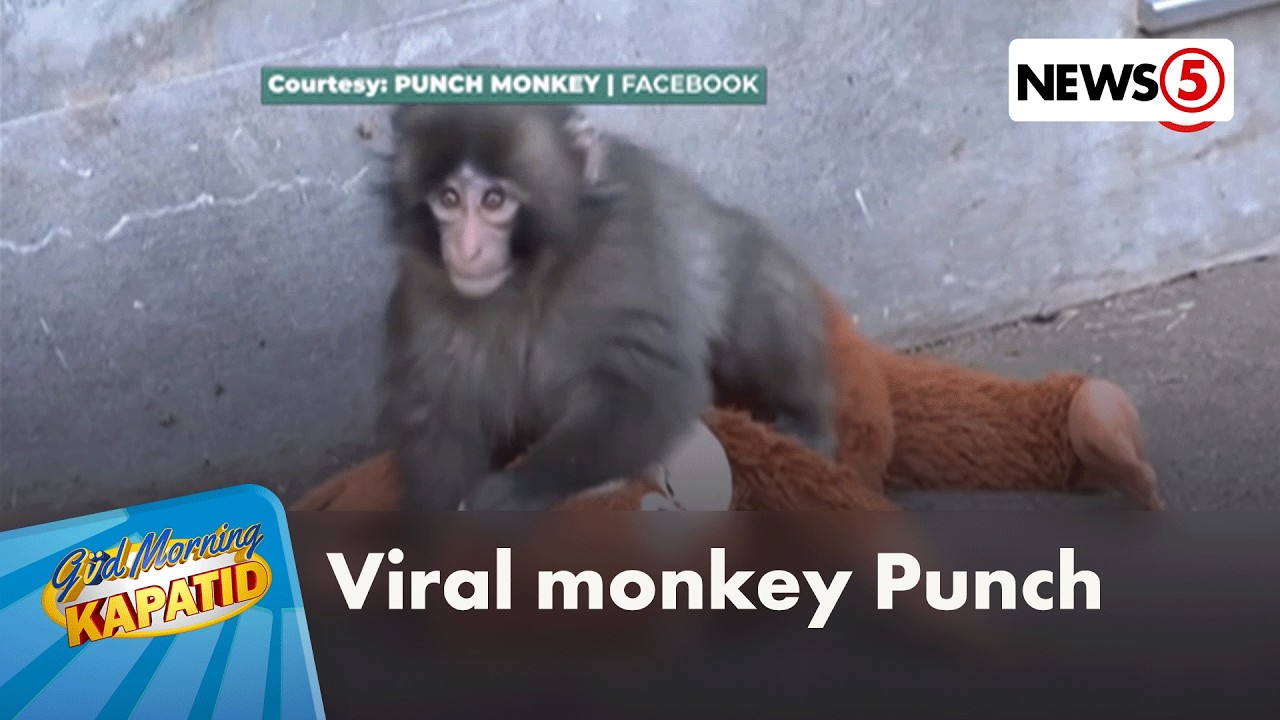 Punch, the viral monkey
