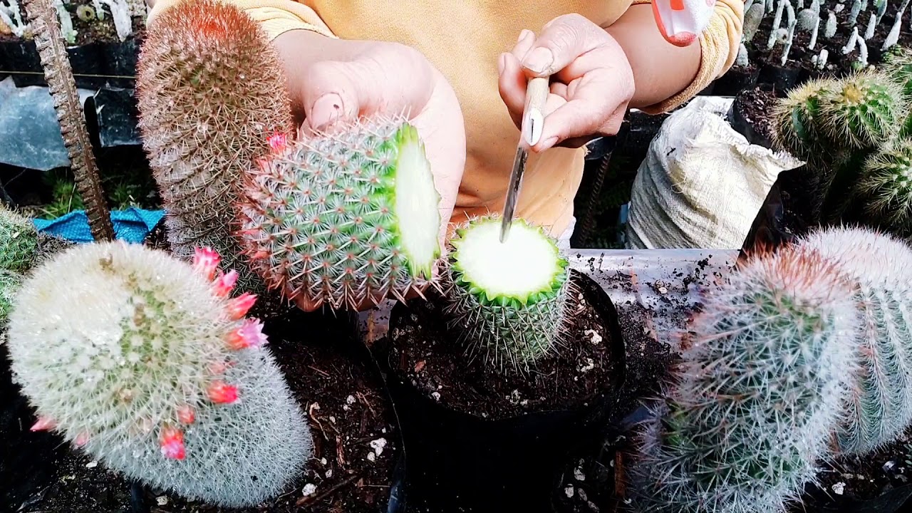 Pagpugot ng Cactus Part 1!