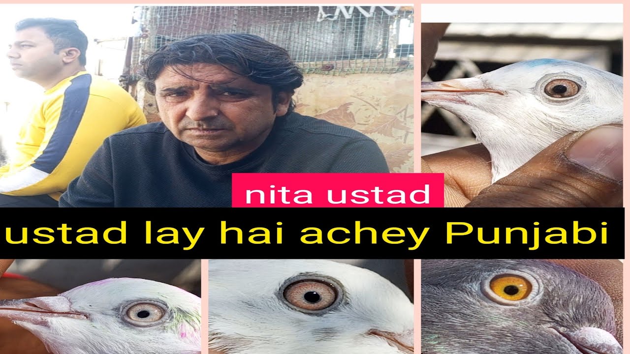 #नीटा उस्ताद के पंजाबी कबूतर ##neeta ustad बहुतही शानदार और उड़ने वाले पंजाबी कबूतर सेलके