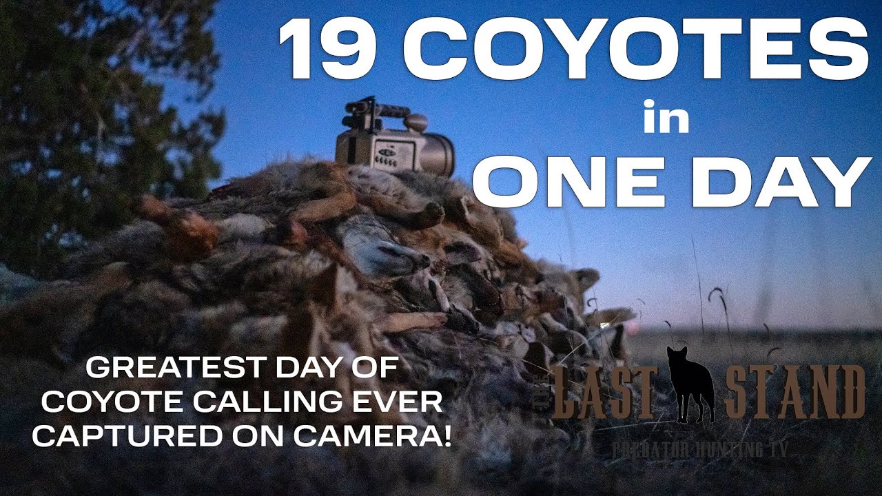 19 Coyotes In ONE DAY - Best Day Of Calling Coyotes EVER Caught On Camera! The Last Stand S7:E10