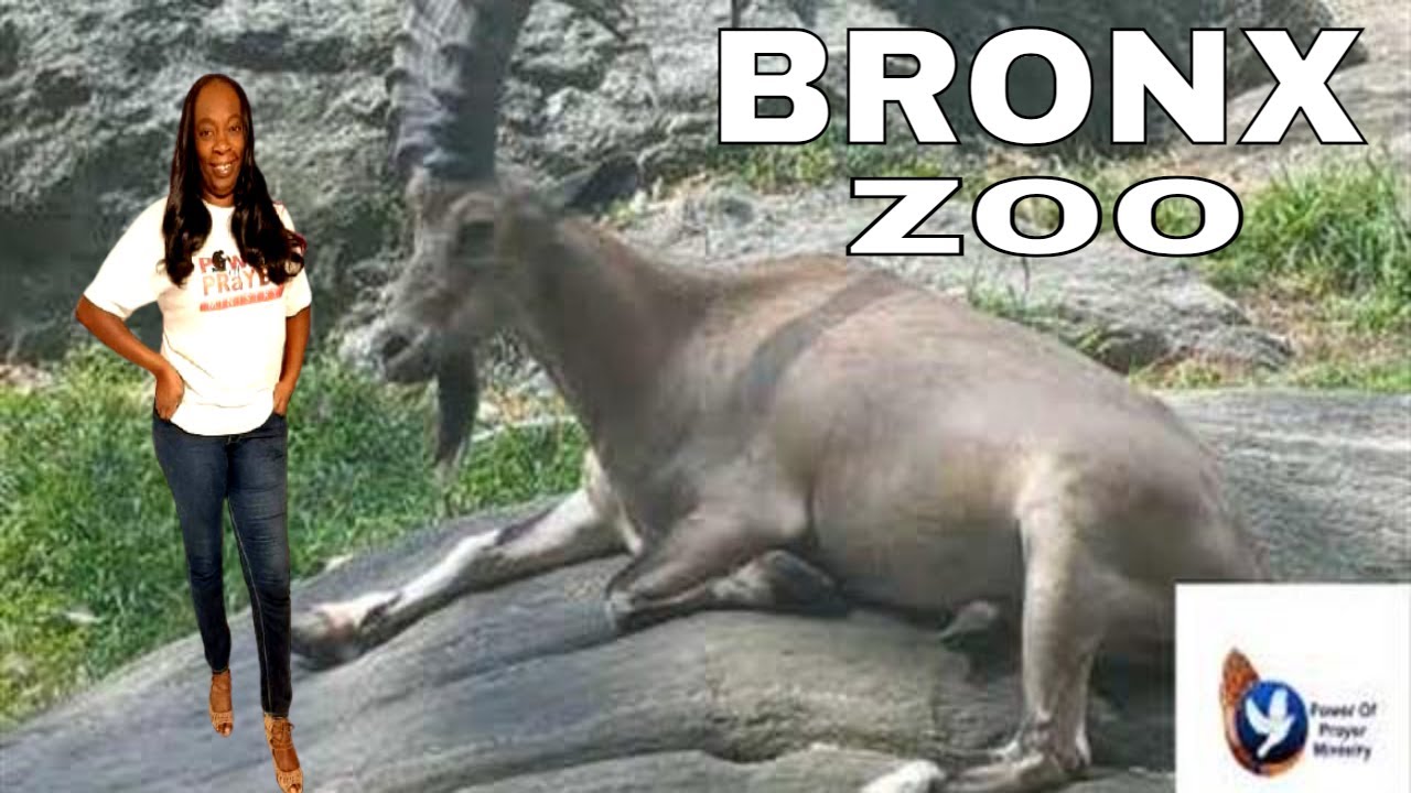 The Bronx Zoo Animal  Planet New York City  Power of Prayer Ministry's