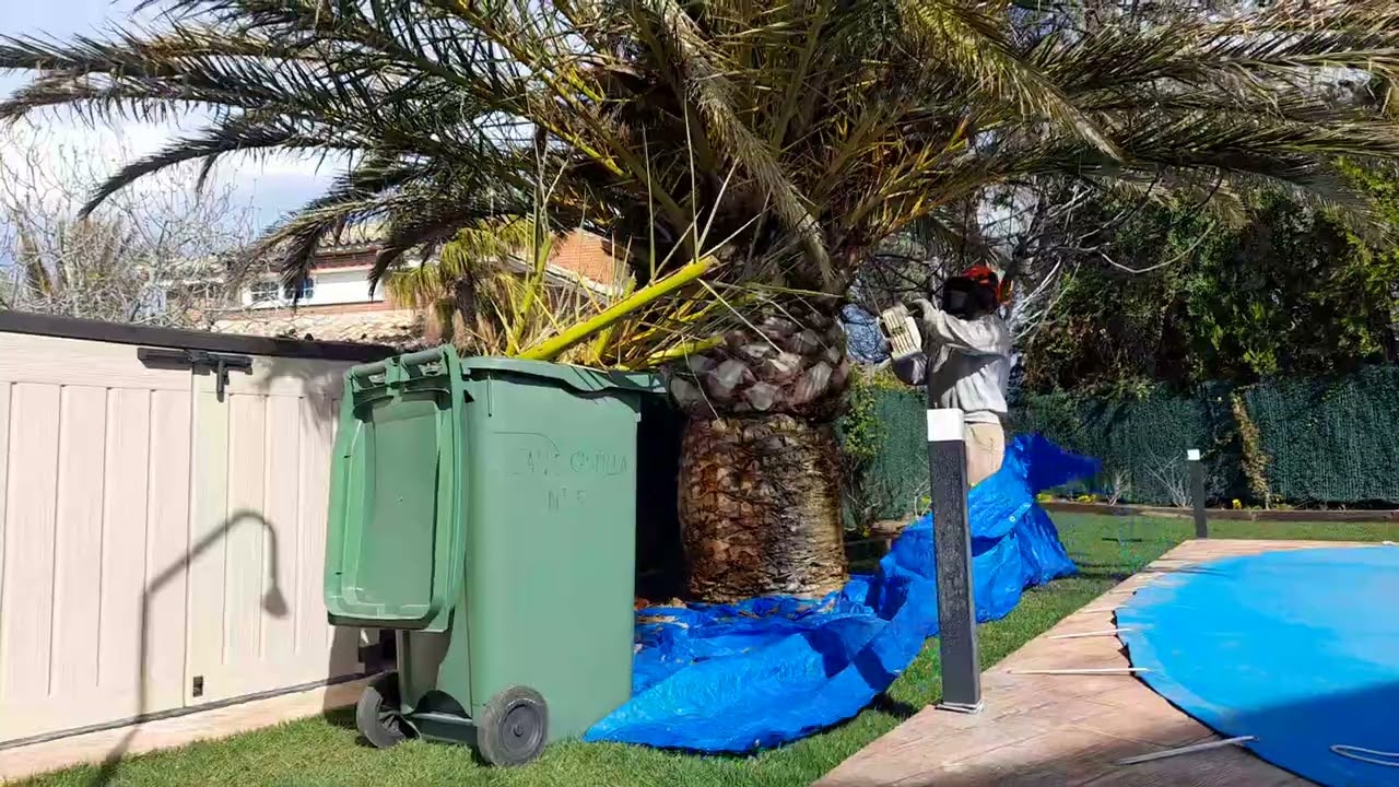 PODA DE PALMERA CANARIA (phoenix canariensis)