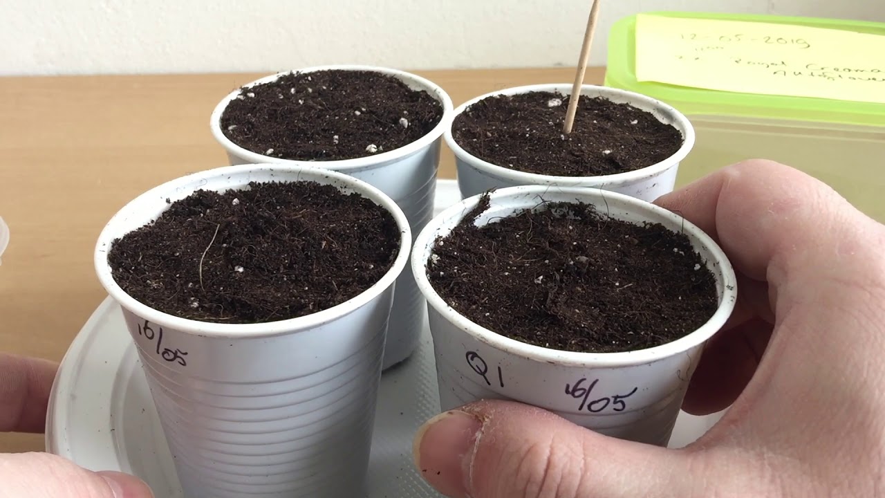 [Day: 4] Royal Queen Seeds QUICK ONE and ROYAL CREAMATIC Auto flowering - Growing from Seed to Bud