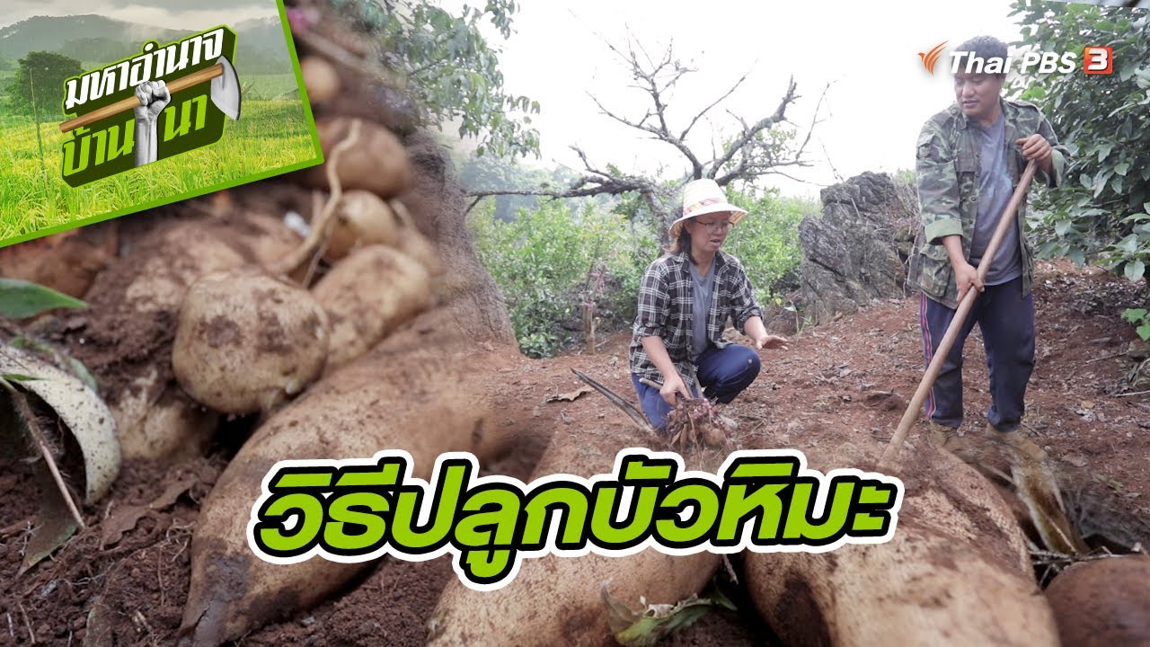 วิธีปลูกบัวหิมะ | สูตรลับฉบับบ้านนา  | มหาอำนาจบ้านนา