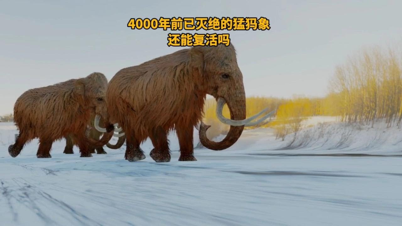 4000年前已经灭绝的猛犸象未来能够复活吗？看看专家是怎么说的！