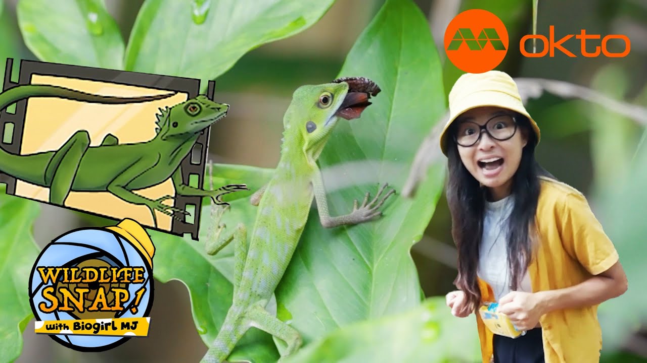 SINGAPORE TREETOP WALK WILDLIFE ADVENTURE 🌿🦎📸| Wildlife Snap! With Biogirl MJE10 |  @mediacorpokto ​