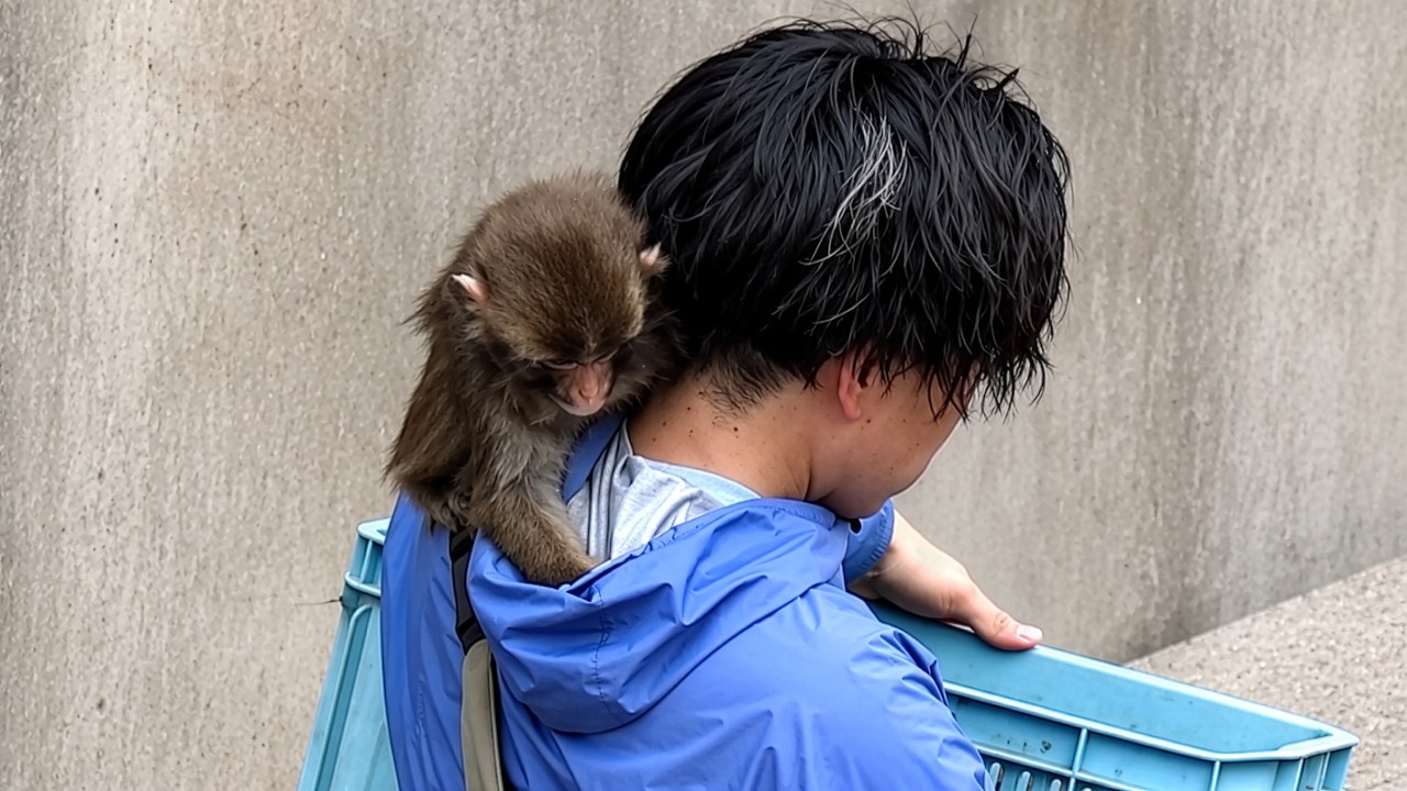 Punch Rummaging Through Zookeeper Dad&rsquo;s Hood 🤣