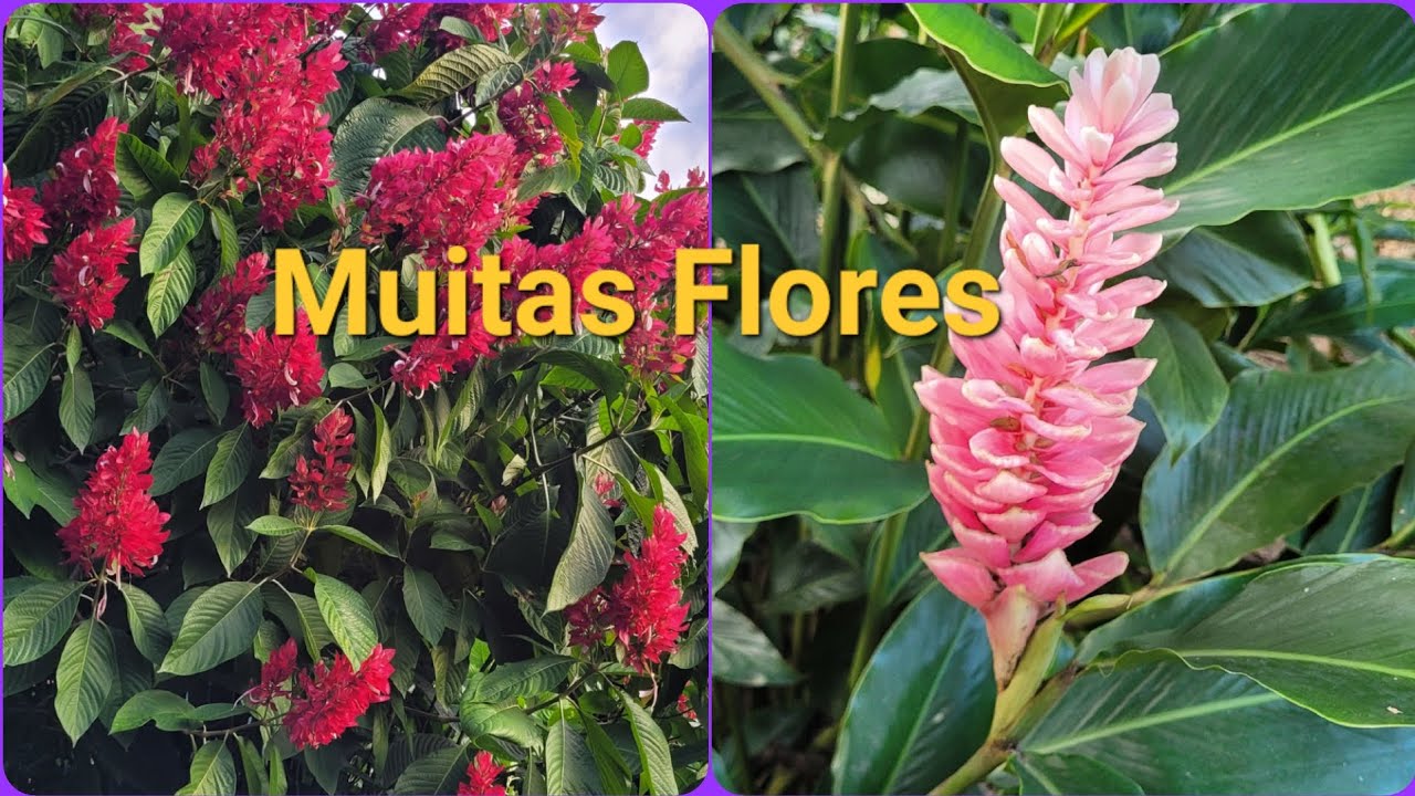 FLORAÇÃO INTENSA NO JARDIM DO SÍTIO 🌺🌸🌷