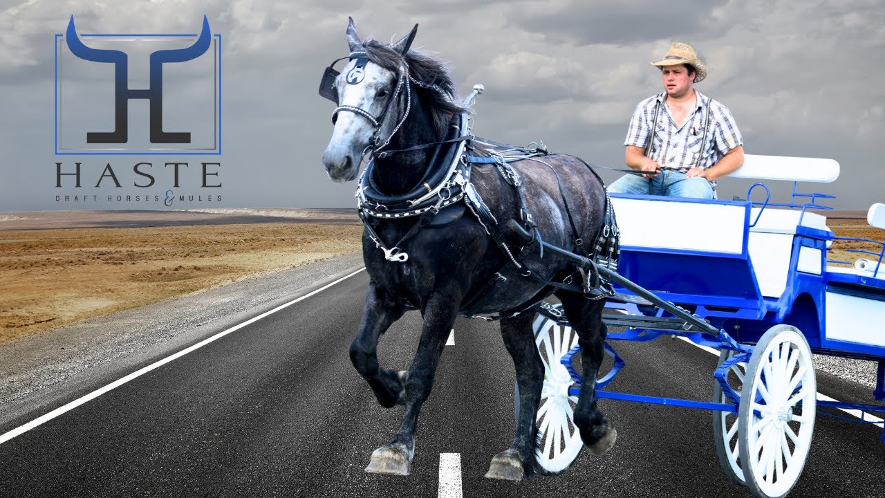 “Greyson – Dapple Grey Percheron Draft Horse Gelding | Ride & Drive”