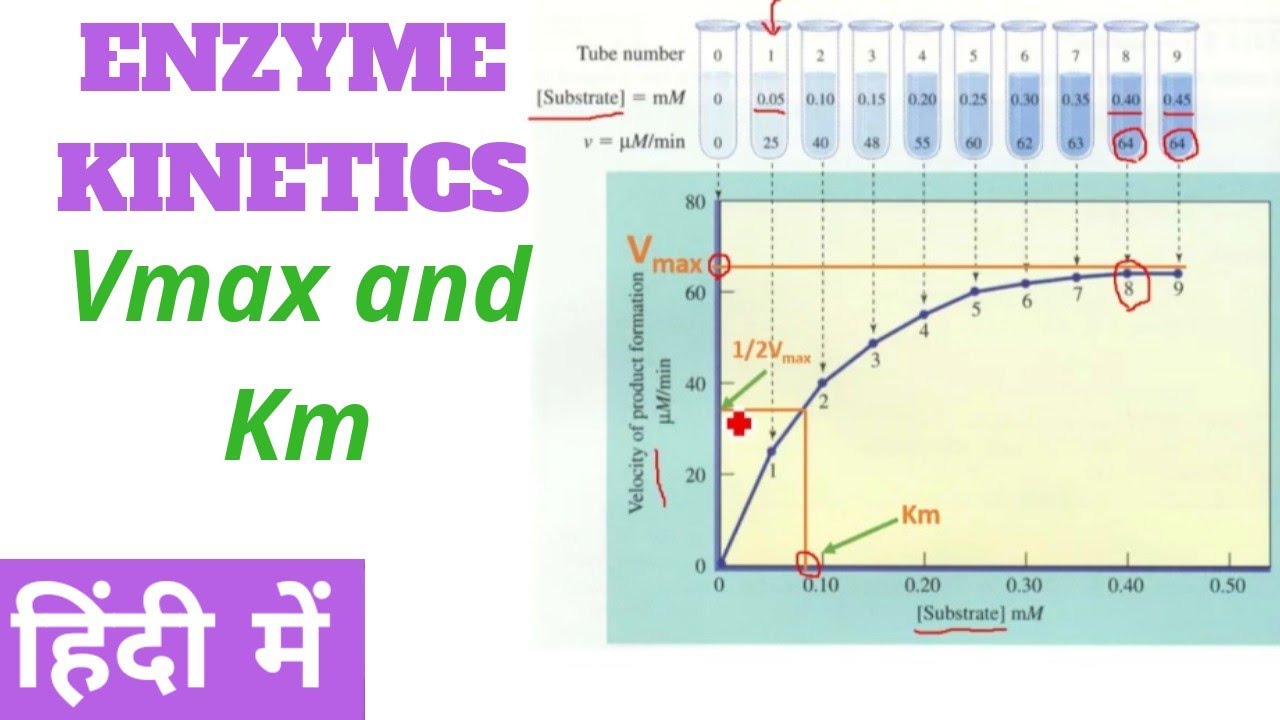 Enzyme Kinetics | Vmax and Km in Hindi