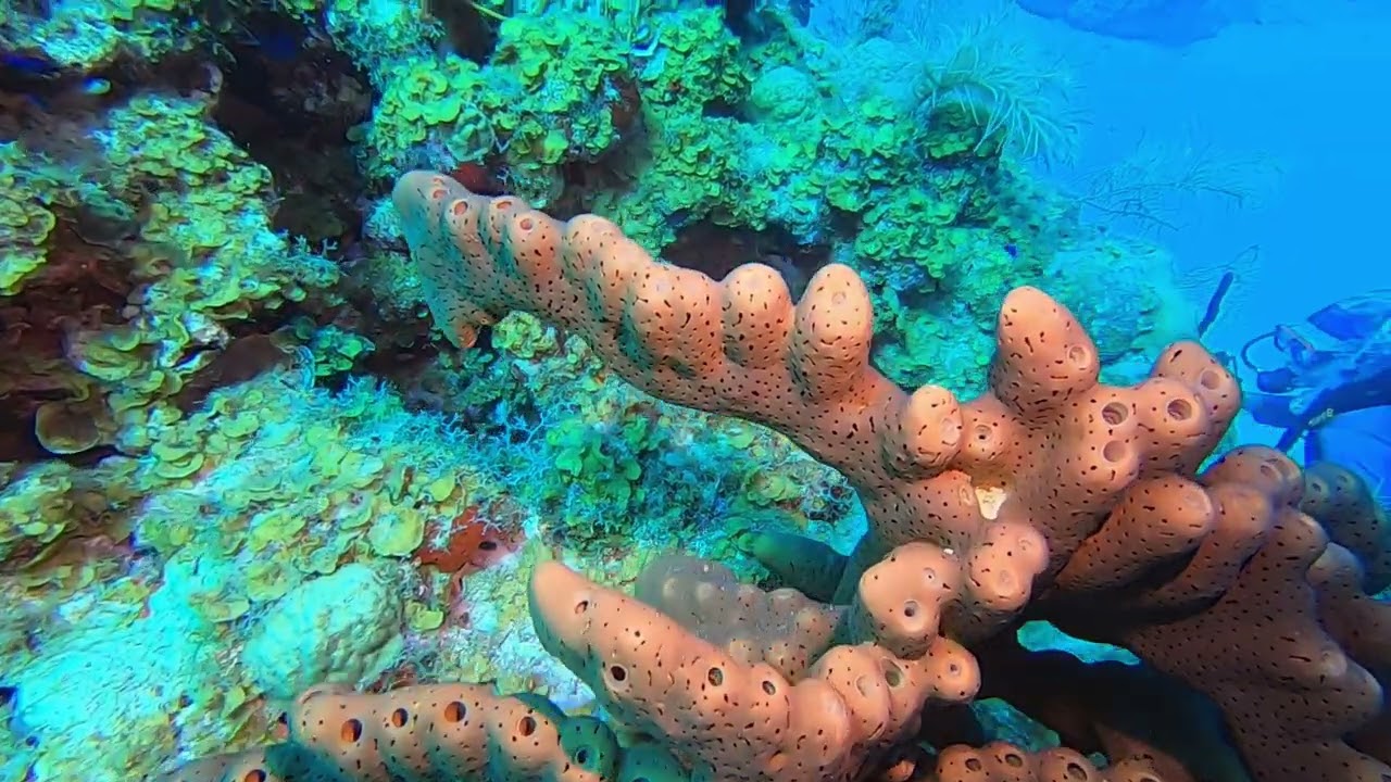 Diving the Wall, Saint Croix, USVI