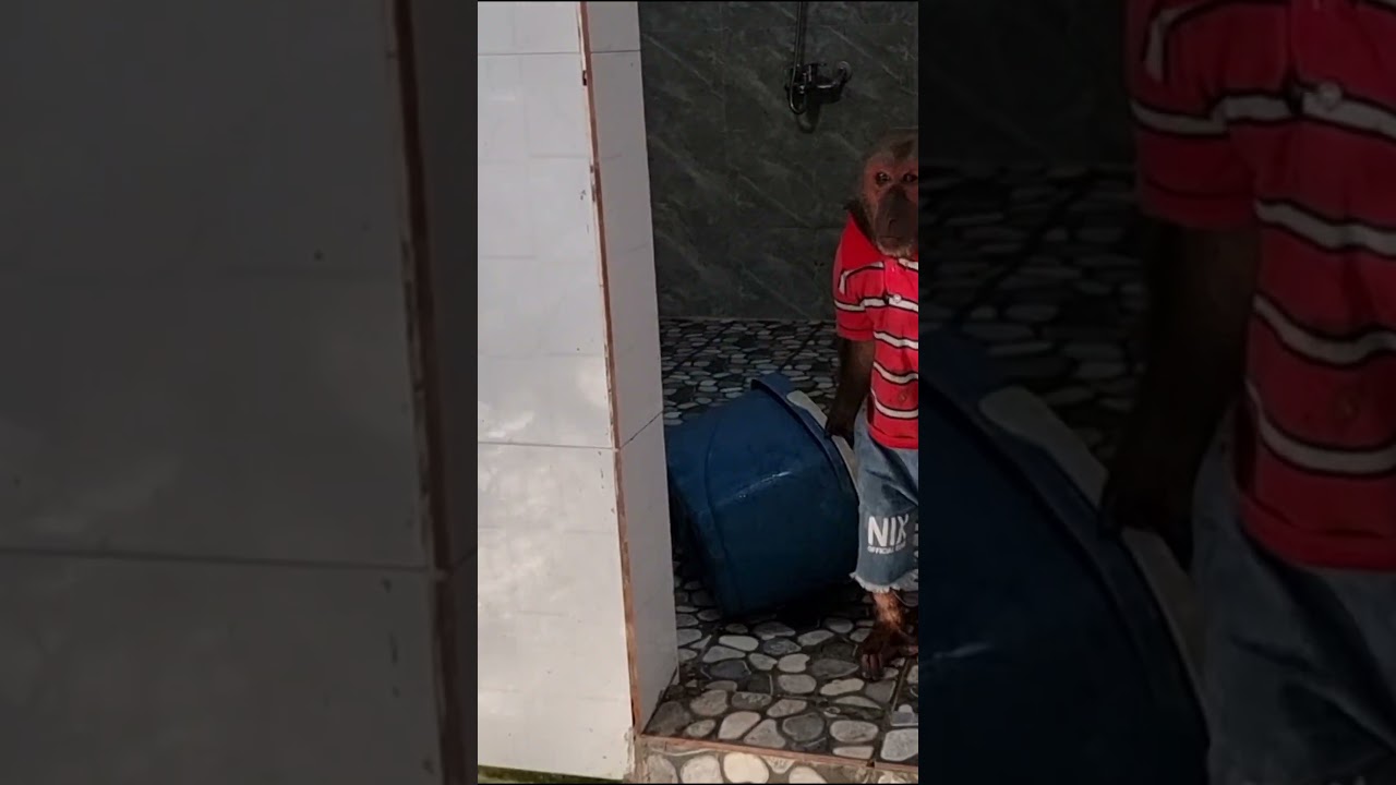 Cute video| Smart monkey helps his mother clean the house  #short #shortfamilyabu #monkey