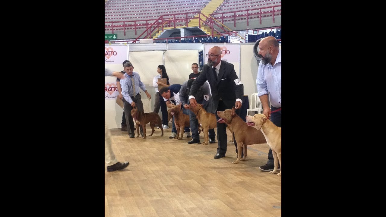 Exposição oficial CBKC da raça American Pit Bull Terrier