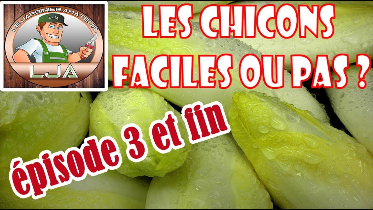 CHICONS FACILES OU PAS ? épisodes 3 et fin