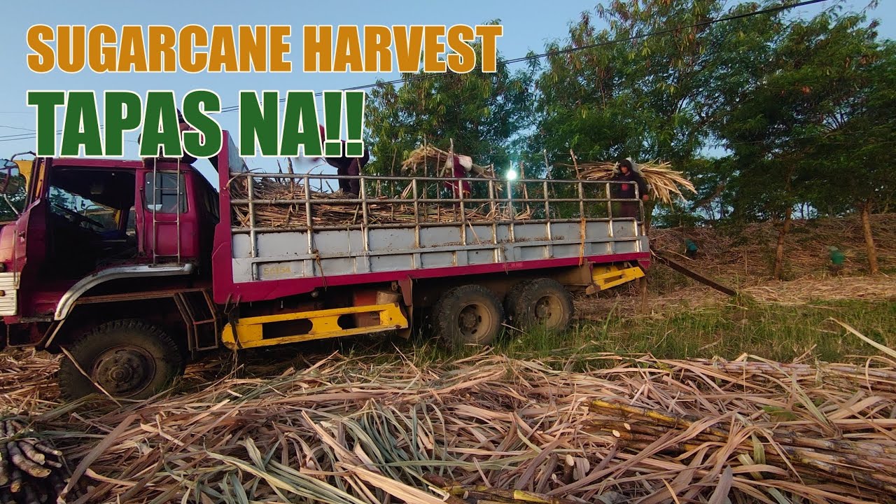 SUGARCANE HARVESTING! TAPAS NA BISAG BATA PA ANG TUBO!
